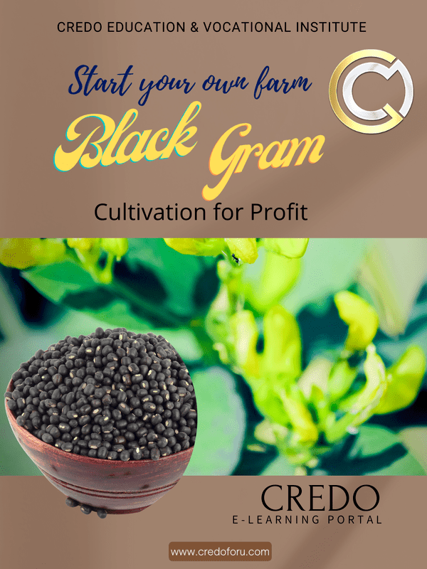 BLACK GRAM CULTIVATION