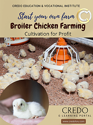 BROILER CHICKEN FARMING