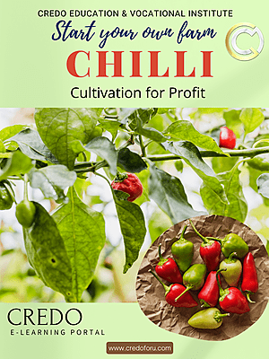 CHILLI CULTIVATION