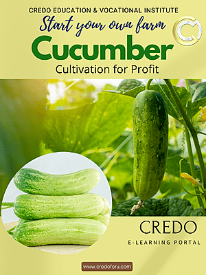 CUCUMBER CULTIVATION