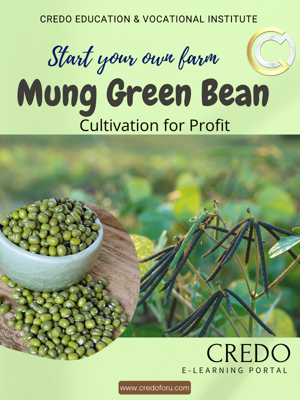 MUNG GREEN BEAN CULTIVATION MUNG GREEN BEAN CULTIVATION