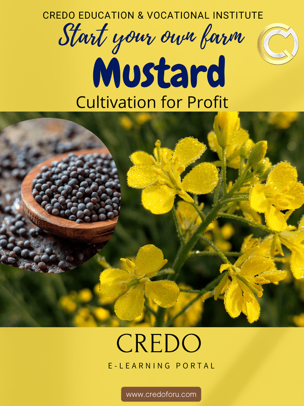 MUSTARD CULTIVATION MUSTARD CULTIVATION
