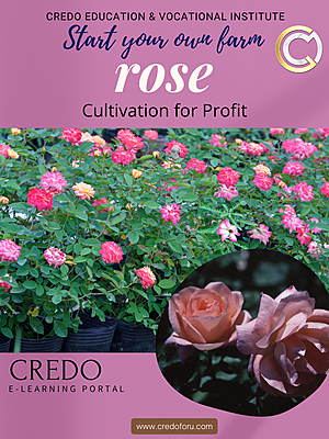 ROSE CULTIVATION