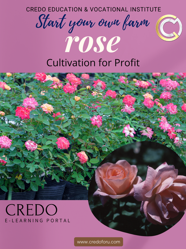 ROSE CULTIVATION ROSE CULTIVATION