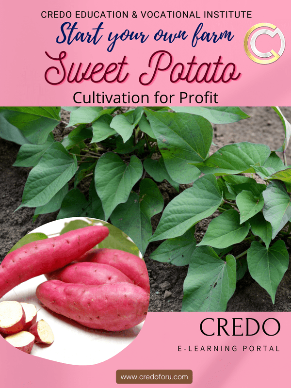 SWEET POTATO CULTIVATION