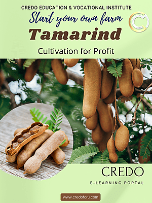 TAMARIND CULTIVATION