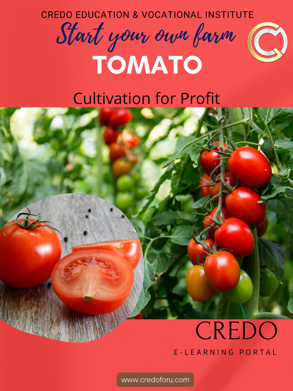 TOMATO CULTIVATION TOMATO CULTIVATION