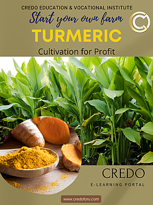 TURMERIC CULTIVATION