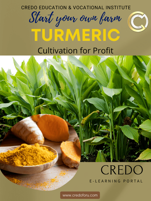 TURMERIC CULTIVATION TURMERIC CULTIVATION