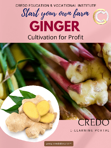 [ginger-cultivation] GINGER CULTIVATION